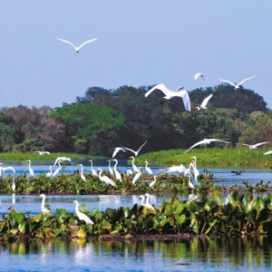 Santa Helena Turismo - Pantanal